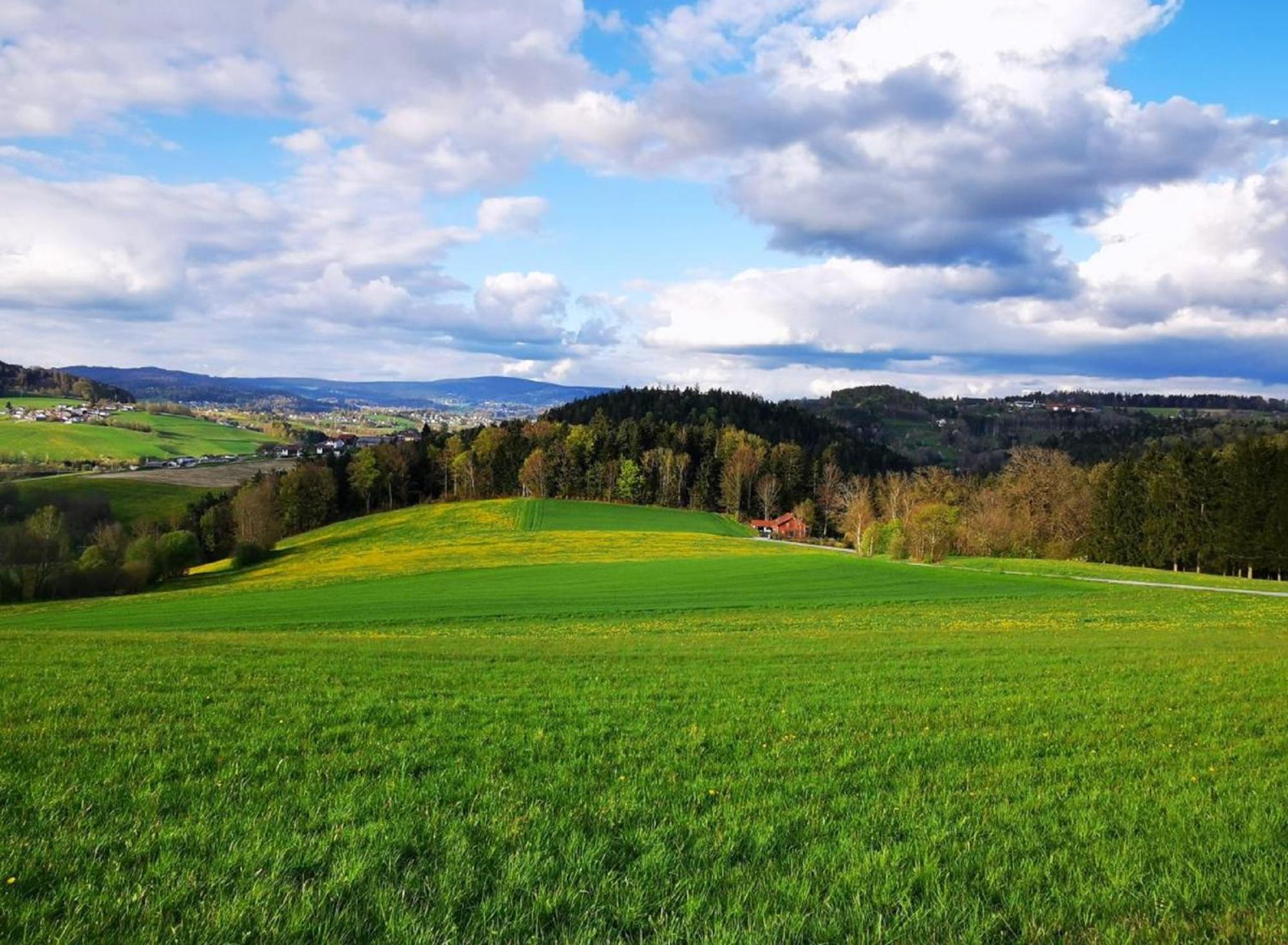 Ferienwohnung Am Woid - Herrliche Alleinlage - Vegane Einrichtung Waldkirchen Ngoại thất bức ảnh